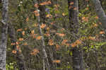 Orange azalea